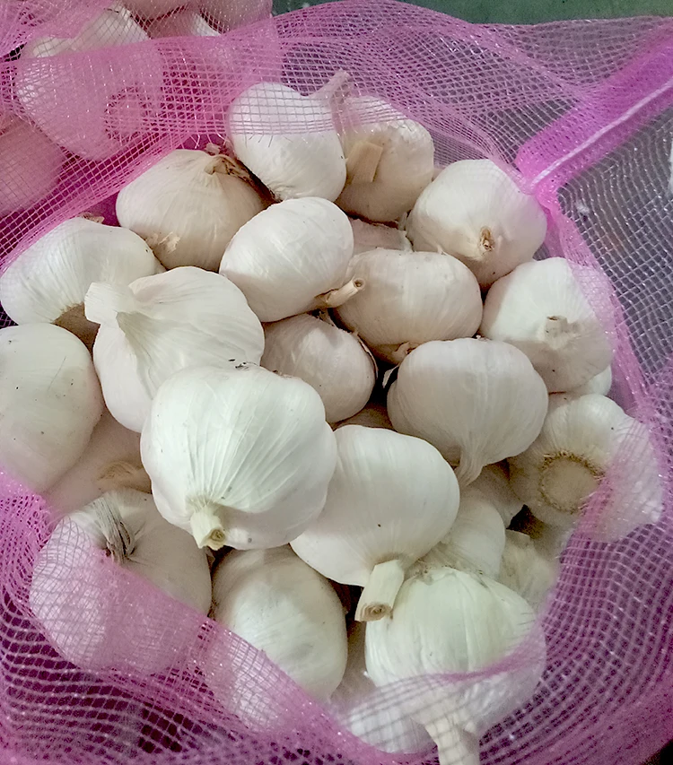 China Fresh Garlic Bawang Putih Price