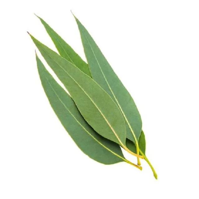 Organic Eucalyptus Hydrosol Manufacturer and Supplier Wholesale Bulk Prices
