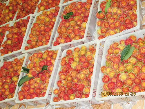 SUPER DELICIOUS FRESH RAMBUTANS FRUIT/BEST FOR IMPORTERS