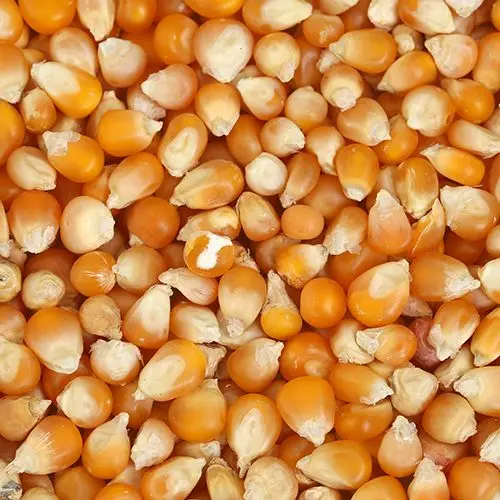 Corn seeds