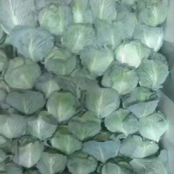 Fresh Cabbage