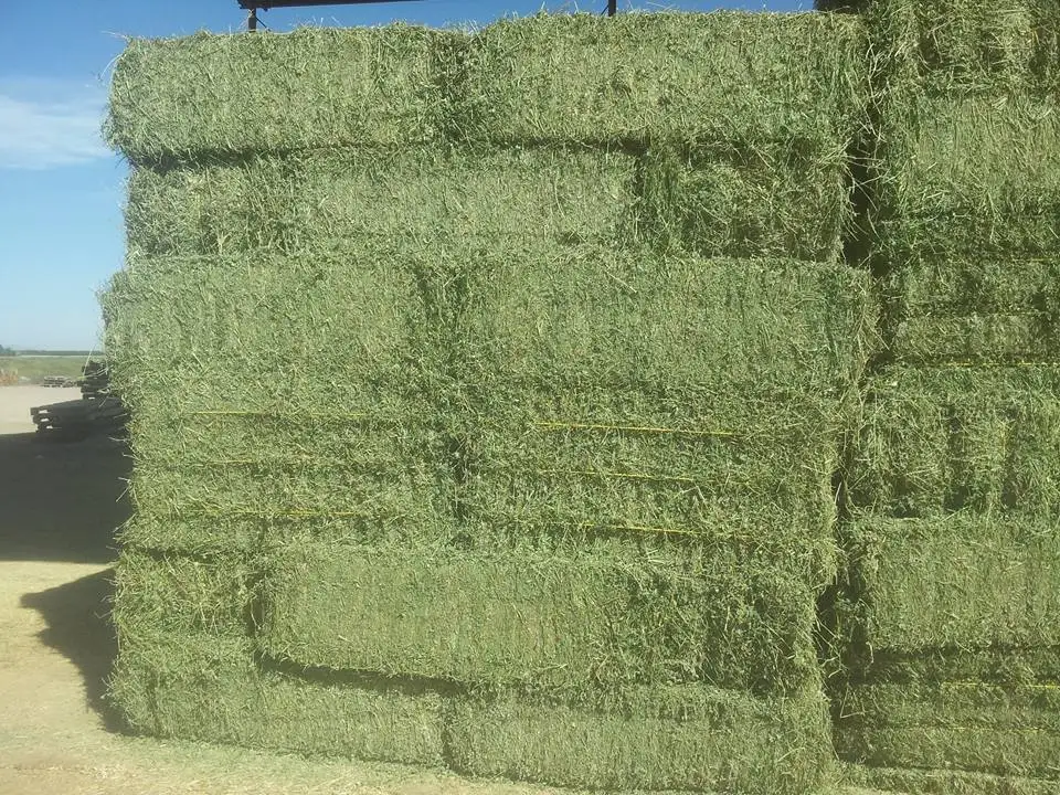 Alfafa Hay for Animal Feeding /alfalfa hay pellets//