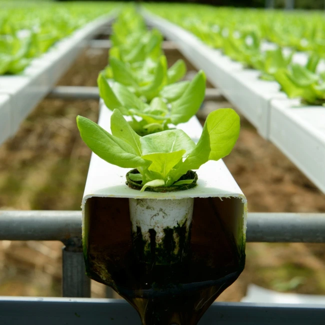 Organic vital fertilizer mix for plant growth and high yield of crops in hydroponic system