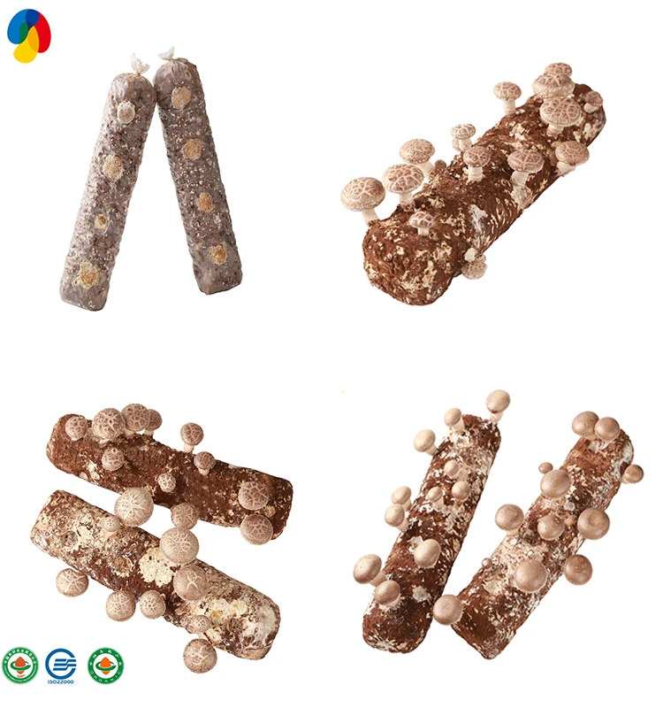 Stable And High Yield Cultivated HACCP Certified shiitake mushroom spawn