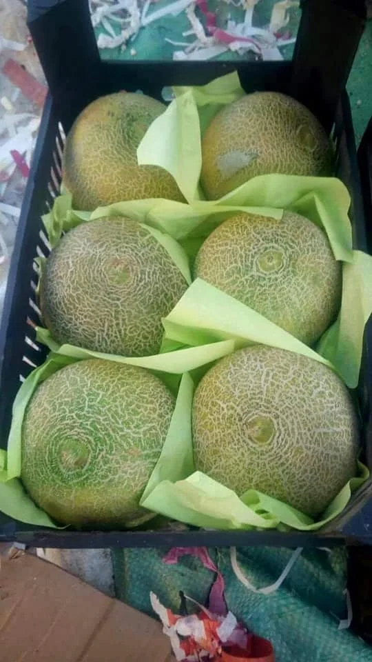 
Fresh Cantaloupe for sale , ready to export from egypt , melon fruit 