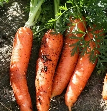 Good quality and price for carot FROM VIETNAM/WHATSAPP 84845639639