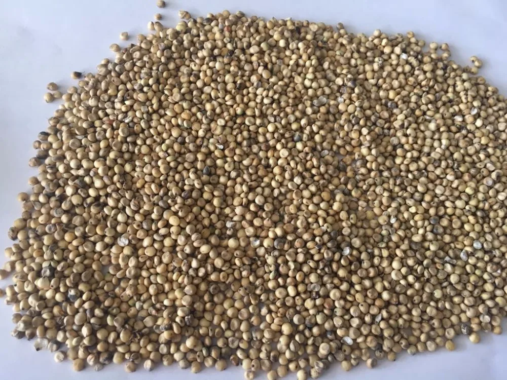 
Wholesale Seeds Of Ukrainian origin White Sorghum for Birds and Animals 