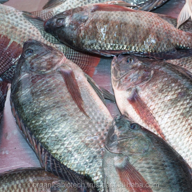 Probiotics feed that Drastically reduces ammonia levels in tilapia fish Ponds