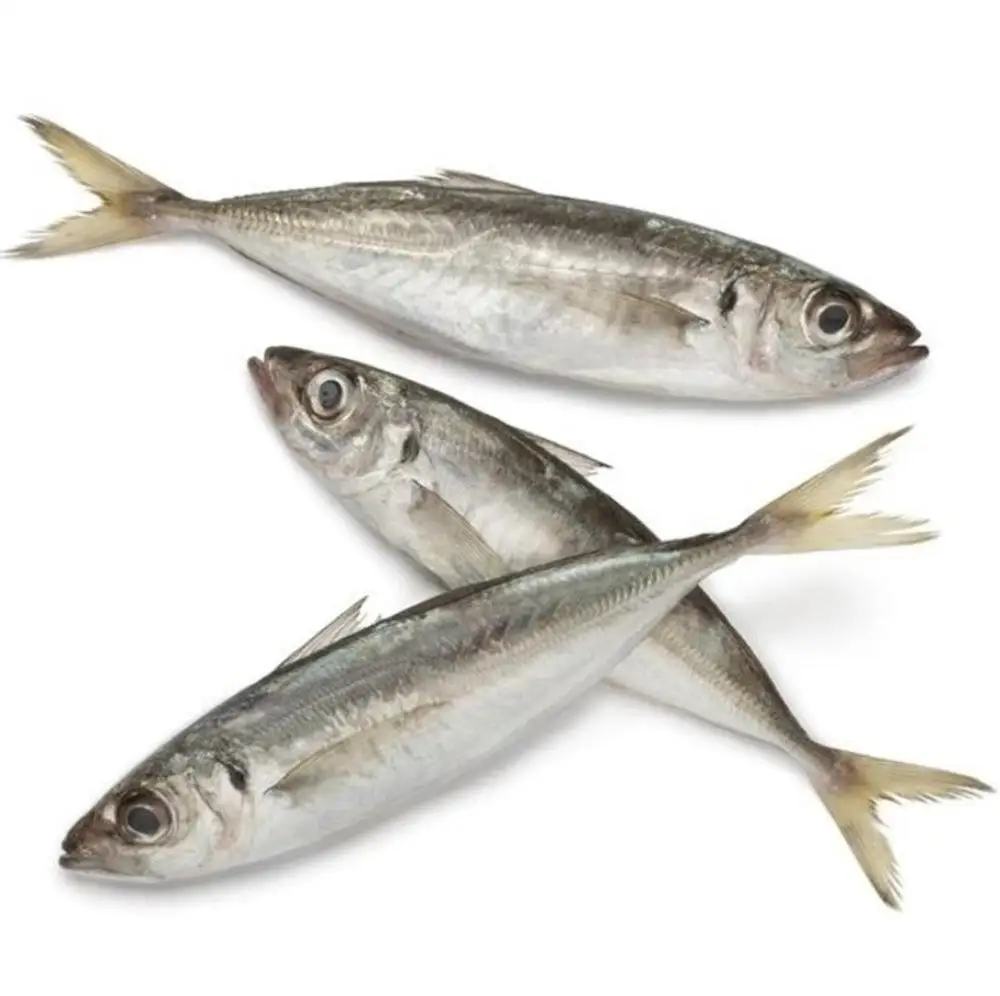  Лошадиная Скумбрия Рыба морепродукты без соли рыба замороженная лошадиная