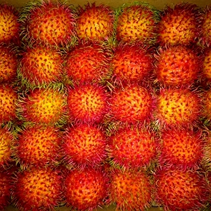 Fresh rambutan / Canned rambutan export standard