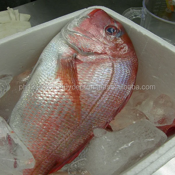 Замороженный 150-350 г Размер Свежий высококачественный замороженный красный морской рыбной рыбки круглый