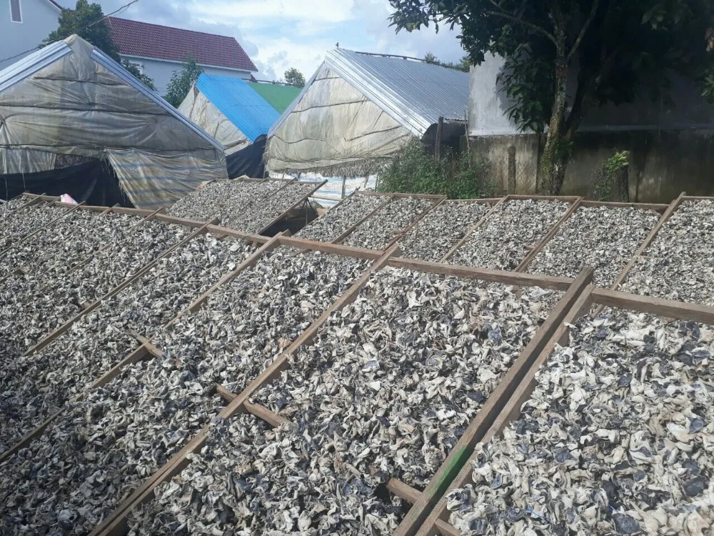 dried wood ear mushroom/ dried mushroom / black mushroom Vietnam in 2020