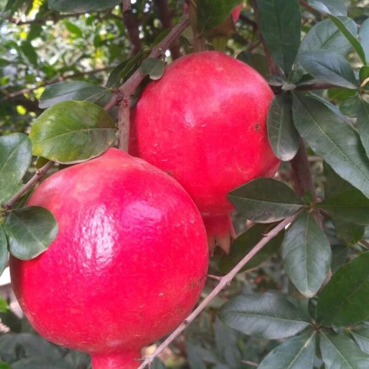 South African wholesale Fresh Red Sweet Pomegranates