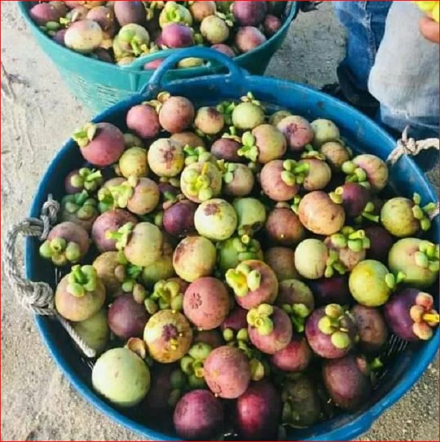 Mangosteens fresh fruit