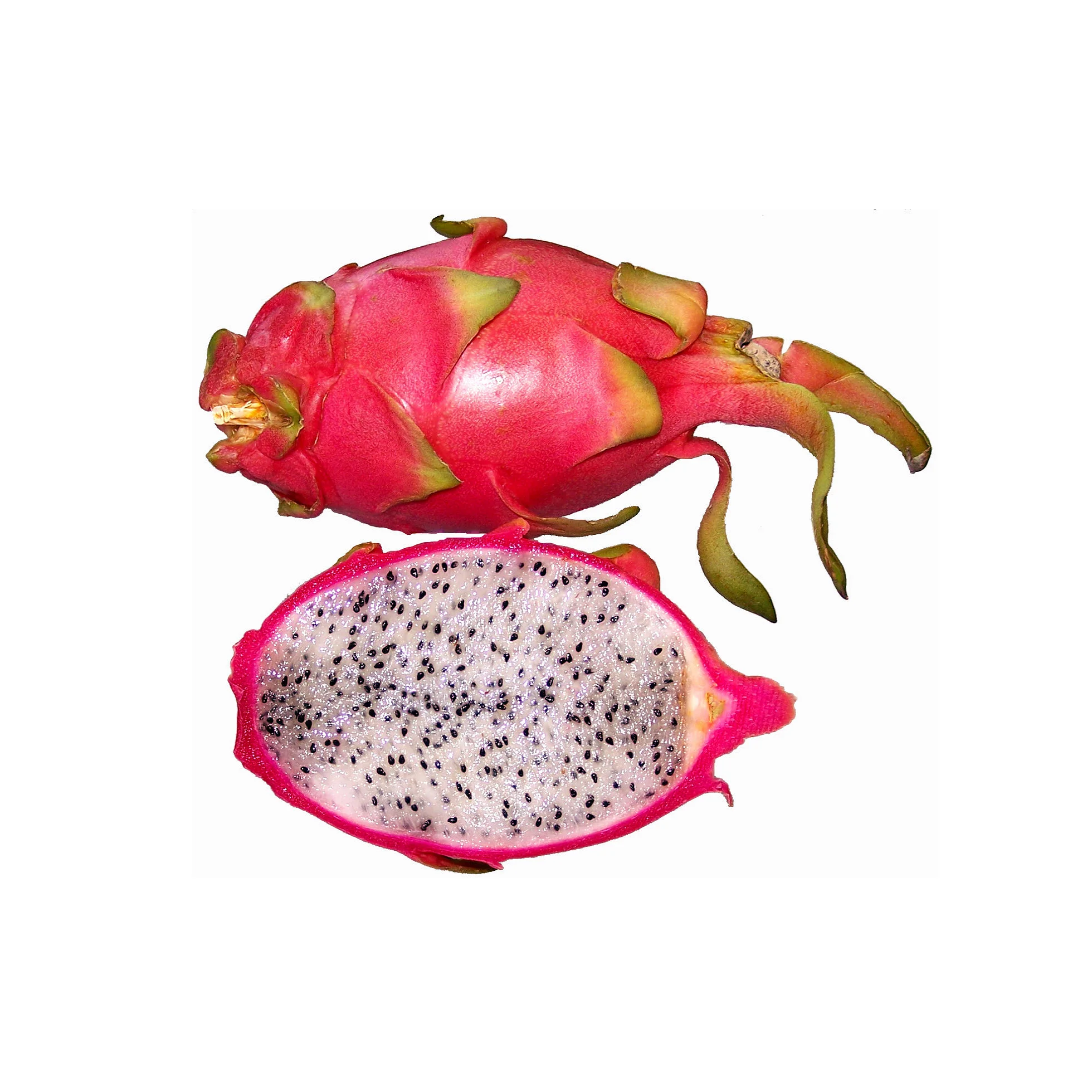 
High Quality Fresh Dragon Fruit/ Mekong Herbals 