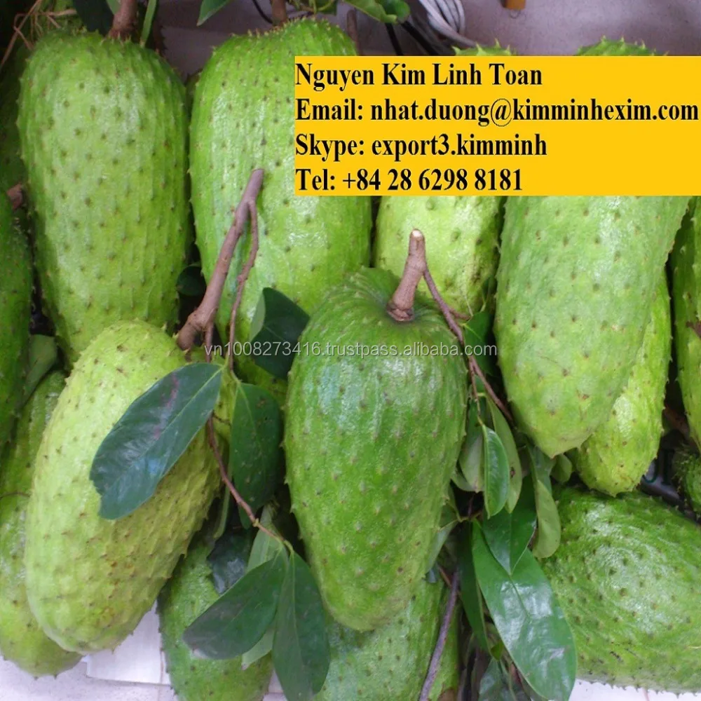 Grade A Fresh Green Graviola Fruit With Cheap Price