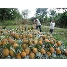GOOD fresh pineapple