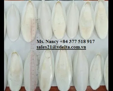 VIETNAM DRIED CUTTELLFISH BONE WITH MANY SIZES/CUTTLEFISH BONE/Ms.Lucy +84929397651