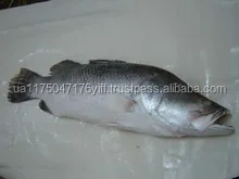 Замороженный морской окунь/японский окунь/морской окунь