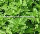 SPEARMINT OIL 60% suppliers