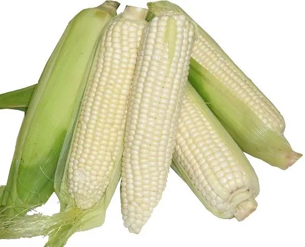 
Yellow Corn and White Corn/ Yellow Maize for Animal Feed or Human consumption FOR SALE 