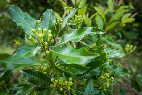 Wholesale Dealer of Most Selling Natural Eugenol (Clove) Oil for Bulk Buyers