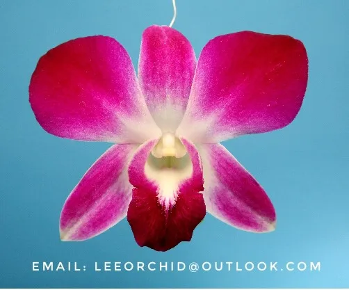  Оптовая продажа свежих цветов дендробиума сонии тайской орхидеи от фермы-Премиум качество @ Лучшая цена попробуйте нас!