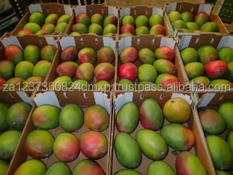 
FRESH MEXICAN KENT MANGOS/FRESH GOLDEN MANGOES 