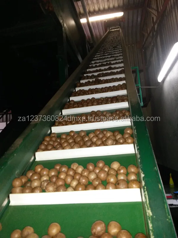 
QUALITY GRADE AAA MACADAMIA NUTS WITH GREAT TASTE 