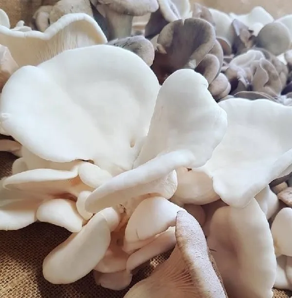 
Oyster Mushroom for sale 
