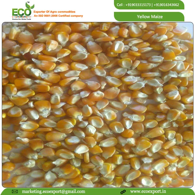 
New Crop Bulk Dried Yellow Corn /Yellow Maize for Poultry Feed 