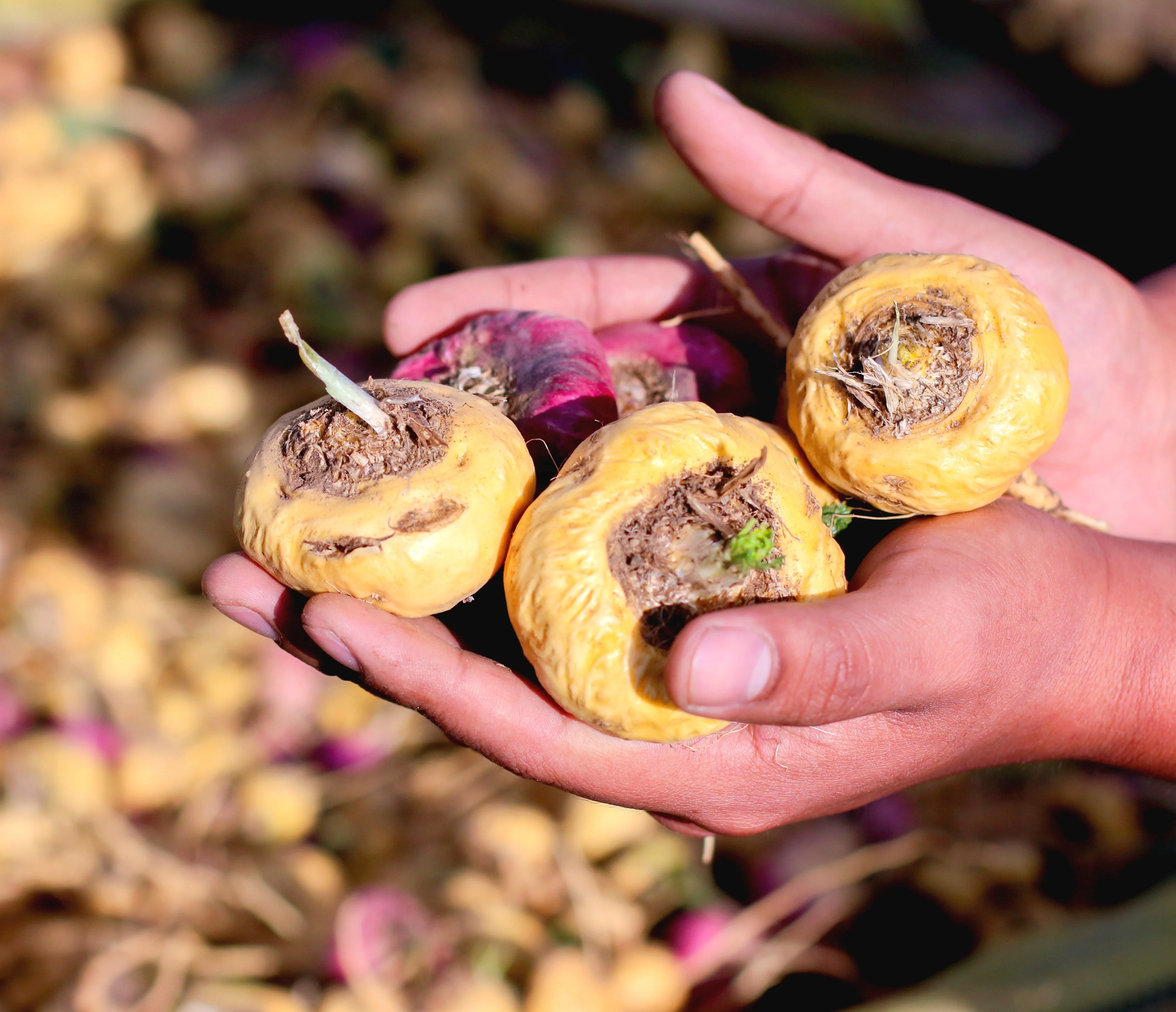 High Quality Peruvian Maca Root Powder at Wholesale Rate