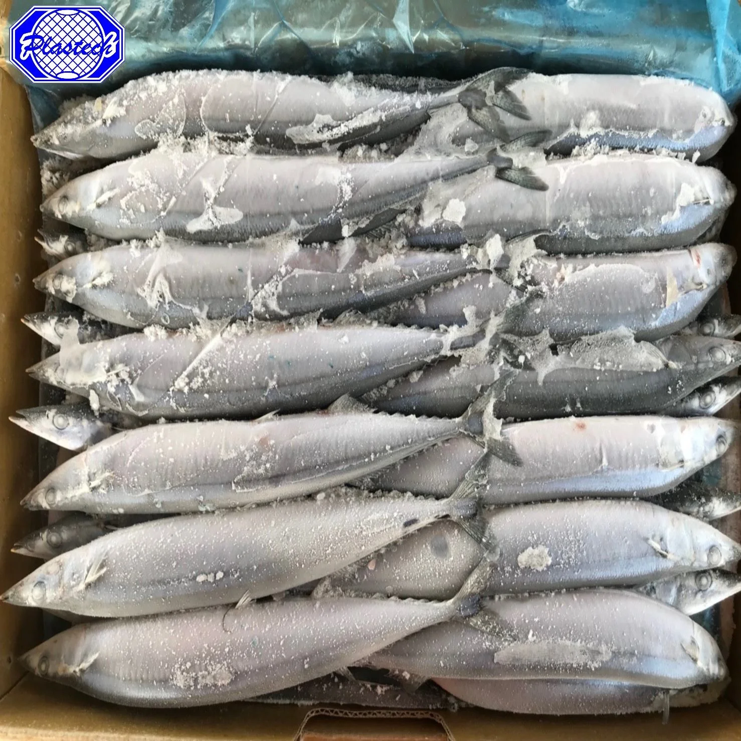 Size #1 #2 #3 #4 #5 Jumbo Size Quick Freezing Frozen Pacific Saury cololabis saira  for Tuna Bait