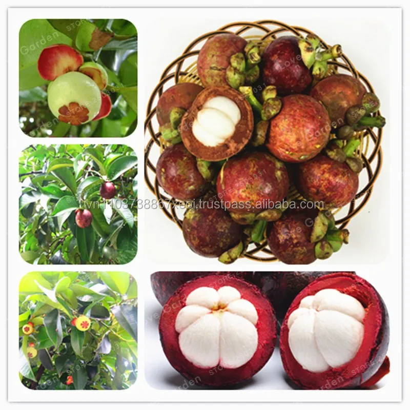 VIET NAM IMPORT MANGOSTEEN/ FRESH MANGOSTEEN WHATSAPP+0084 845 639639