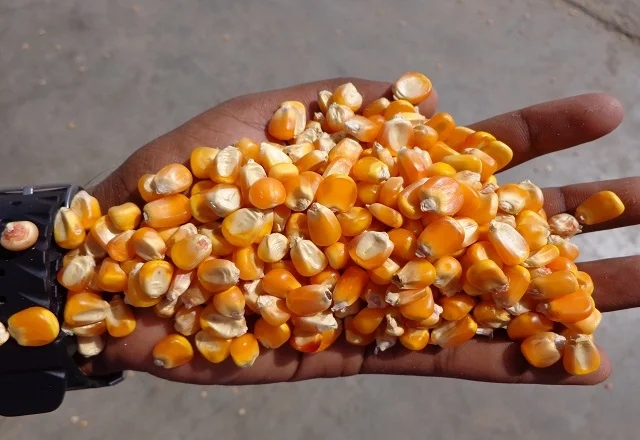 Yellow Maize For Animal Feed Grade