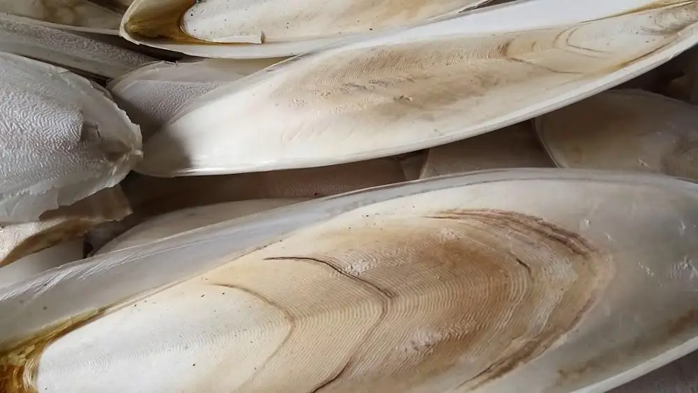 
Hot sale dried cuttlefish bone/ cuttlefish from factory( MS.HOLIDAY Whatsapp +84-845-639-639 ) 