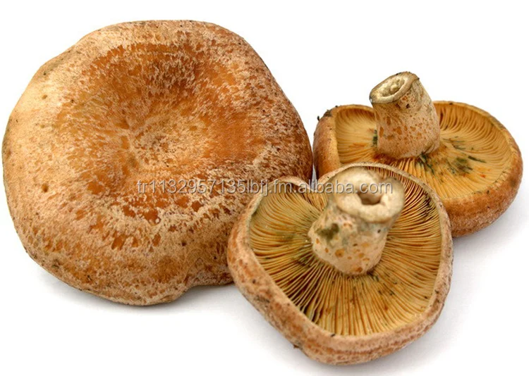 Mare Nostrum Delicious Lactarius Mushrooms - The Savory, Umami-Rich Mushroom Perfect for Any Meal Mediterranean Wild mushroom