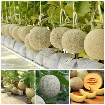 Sweetmelon Juice - Honey Melon Whatsapp +0084 845639639