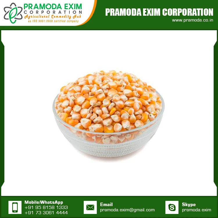Best Price Dried Yellow Corn Maize Supplier