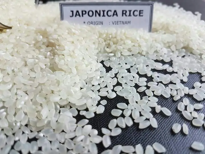 Vietnam Japonica rice 5% Broken Short Grain White Rice With ITS HEALTH CER HACCP BRC NON GMO  - Viber/Whatsapp no.: +84961563171