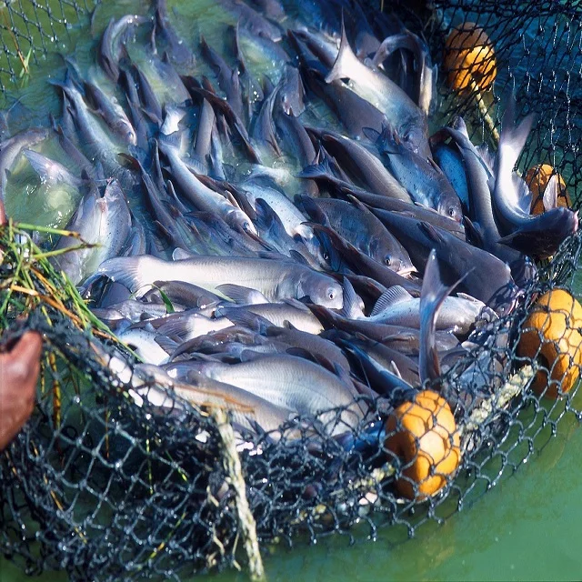 Feed probiotics for african catfish in Nigeria