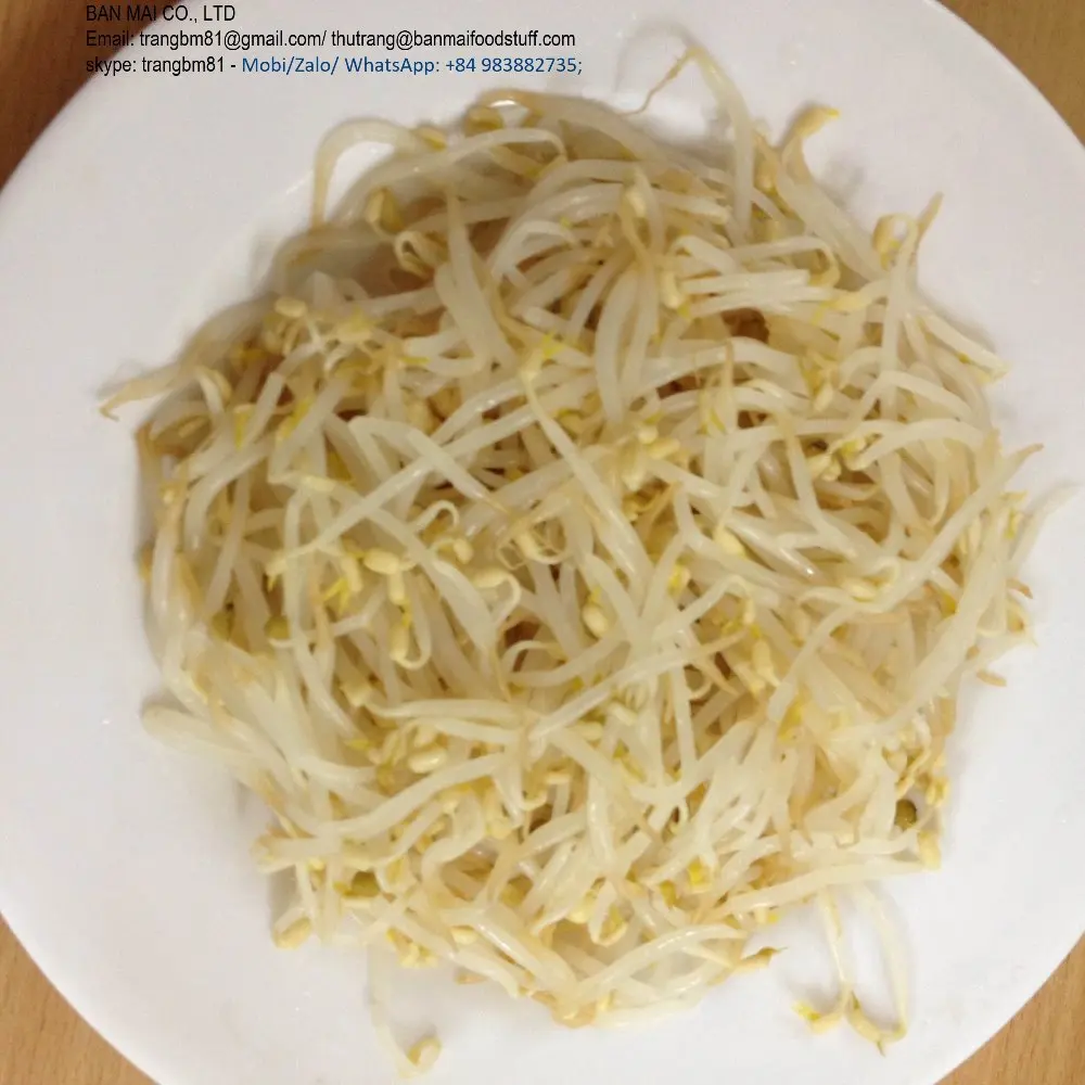 VIETNAM VEGETARIAN MUNG Bean SPROUT CANNED PICKLED GREEN in 3000GR 3KG 3100ML A10 Tin CRUNCHY TASTE Steamed Vinegar 0.3 Kg Sour