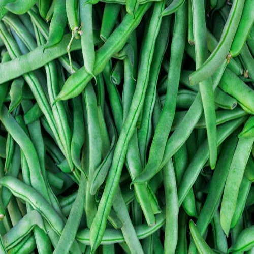 Cluster Beans Suppliers In India