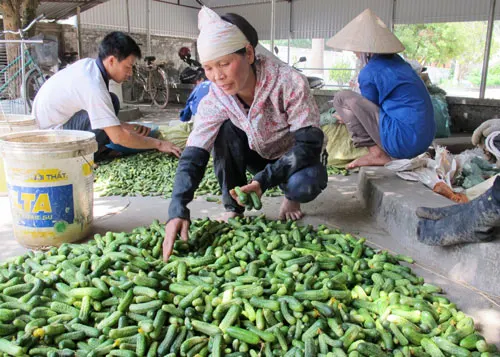 Секретные Марины для уборки/полукислая Марина/ферментированные огурцы уборки
