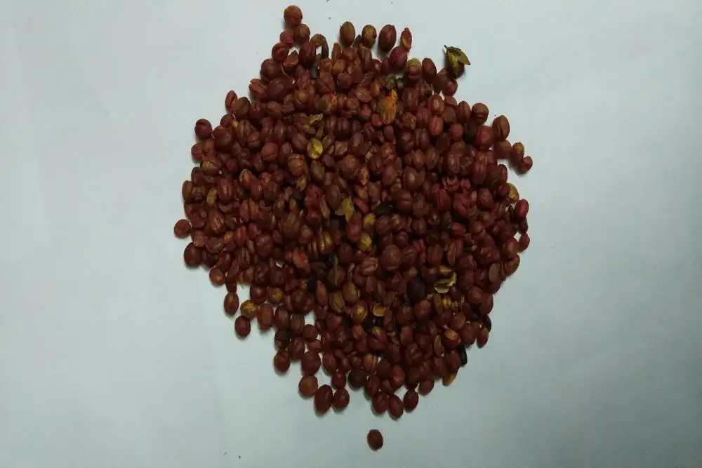 Celastrus Paniculatus Seeds/ Malkangni/jyotismati For Sale at Wholesale Suppliers India