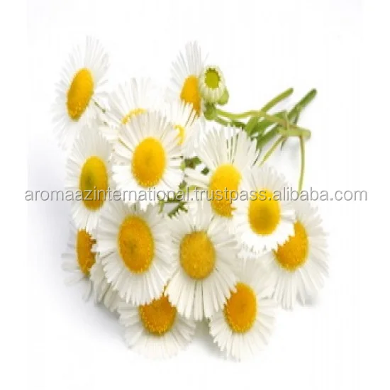 Сертифицированный GMP/ ISO немецкий гидрозол ромашки