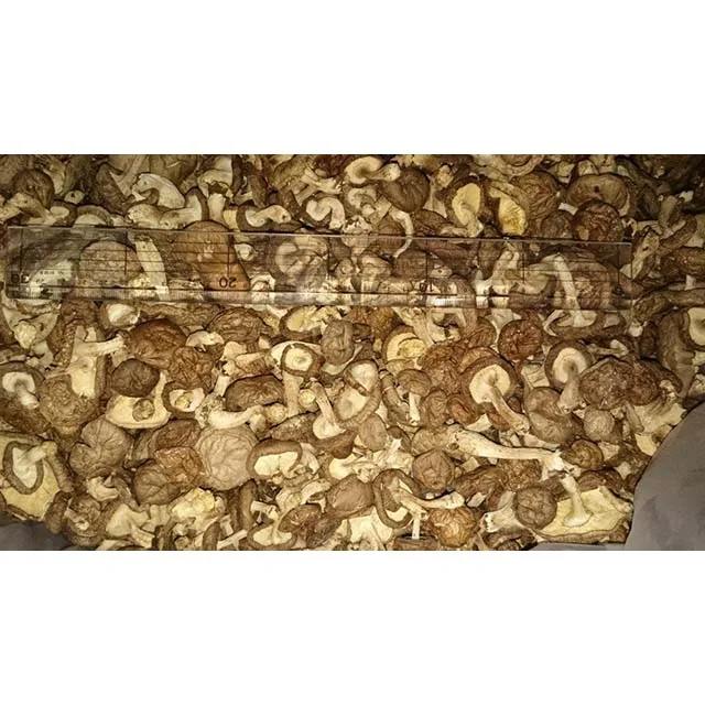 
Rare Whole Part Cultivated Dried mushroom JAS shiitake for longevity secret 