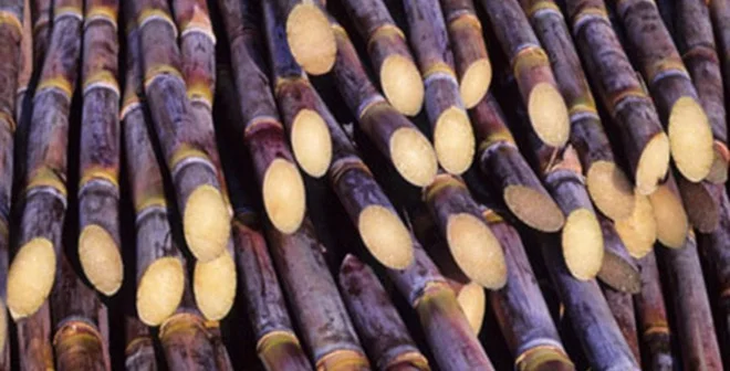 Fresh Sugar Cane/ Sugarcane