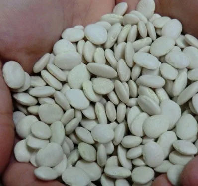 
High Grade Competitive Price Dried Large White Dry Lima Beans 