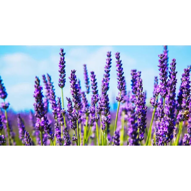 100% Pure  and Natural lavandin Hydrosol